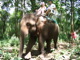 Riding an Elephant in Chiang Mai