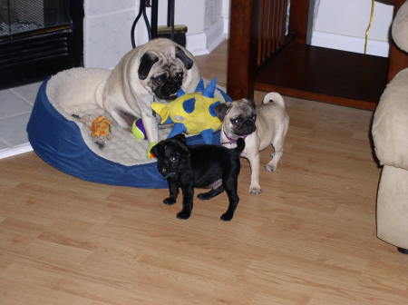 Three pugs!