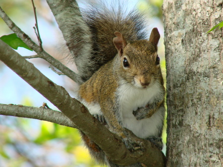 Gray Squirrel