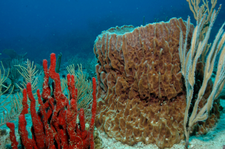 CORAL IN ST MARTEEN