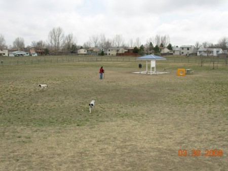 At Longmont Colorado dog park in 3/2008
