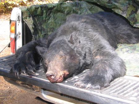 430 LB Black bear west of Redding Ca