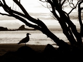 Sunset Bay Bird