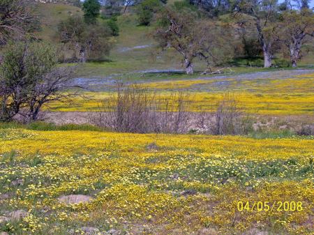 wildflowers