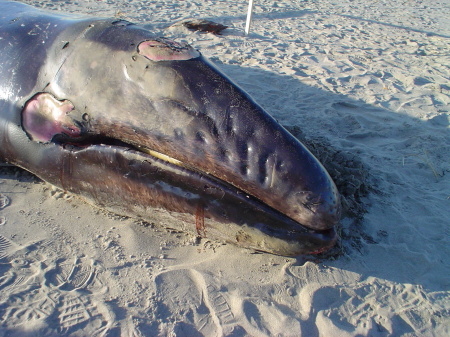 beached baby grey whale