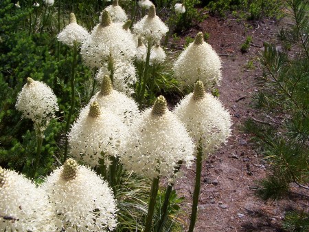 WILD FLOWERS