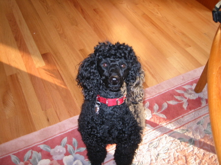 Our Dog Licorice