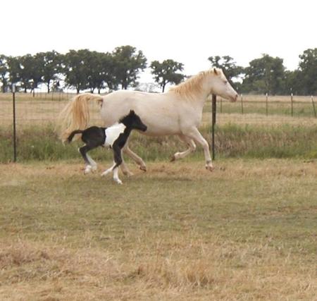 Pearl and stud colt 2008