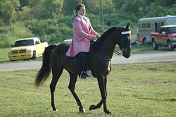 tennessee walking horse