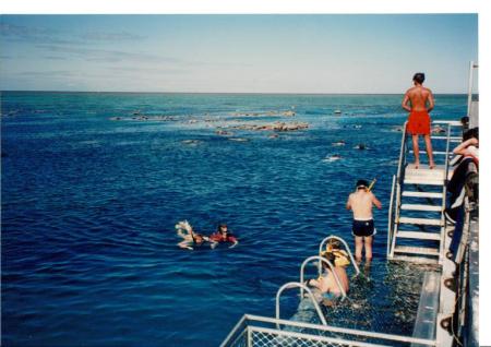 Darlene Stedman's album, The Great Barrier Reef