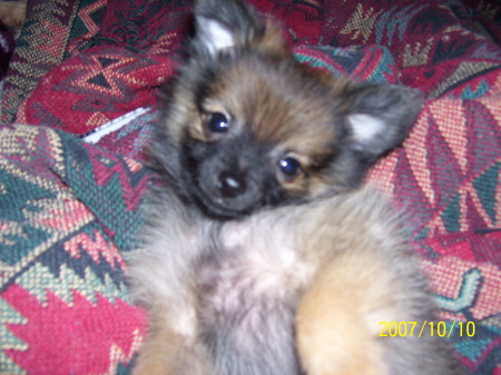 Harley as a baby