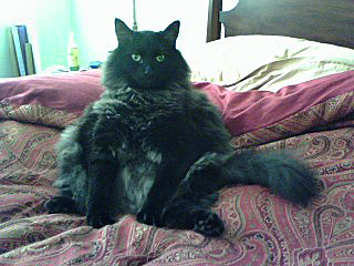 Chance...sometimes we call him Buddha (hence the belly)....