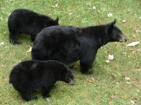 Ben & her cubs