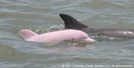 PINK DOLPHIN