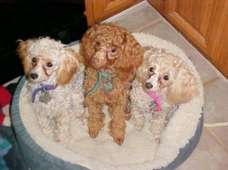 Molly, Maddy & Mitsy (L to R)