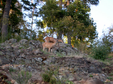 Urban Deer