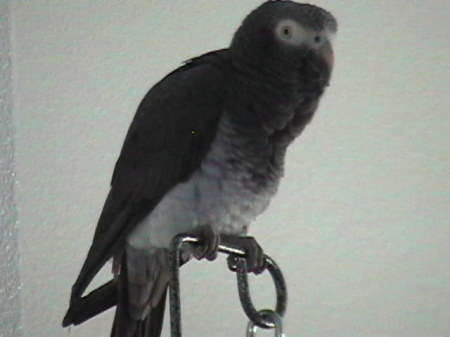 Kronkey - 8 Years old (Timneh African Grey)