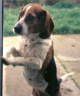 Barney Beagle Look-Alike