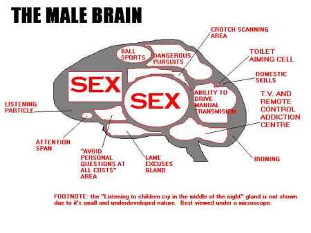 The male brain...