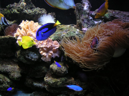 My Aquarium - October 2005