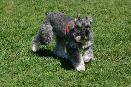 Barkley the Miniature Schnauzer - Another pet store reject
