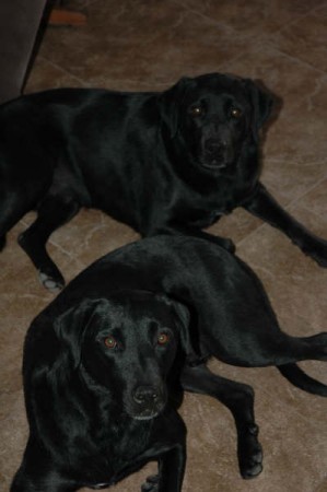 Ruger and Winchester