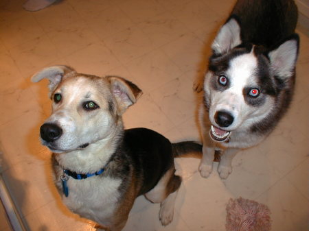 Keeva and Majerle waiting anxiously for a treat!