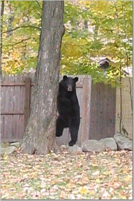 This is a bear in my front yard