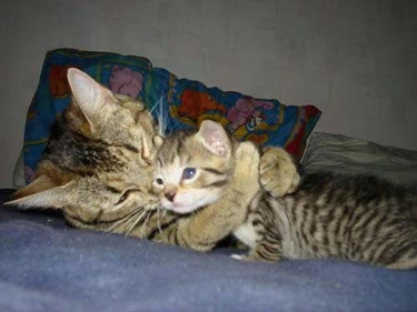 " Cat Hug."