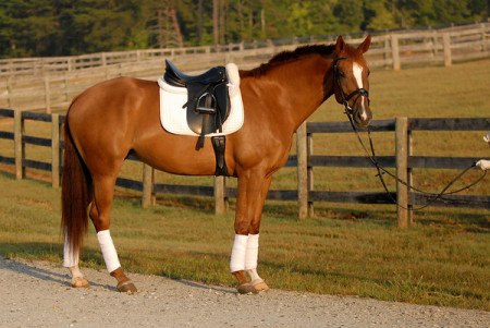 Sister Lynelle's new Oldenburg mare Dena