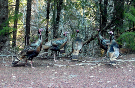 Young Tom Turkeys on the road side.