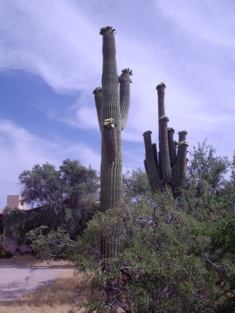 Saguaros in bloom