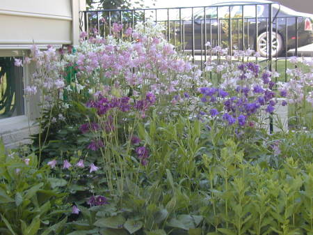 My flower garden 2007