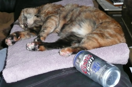 Drunk Kitty