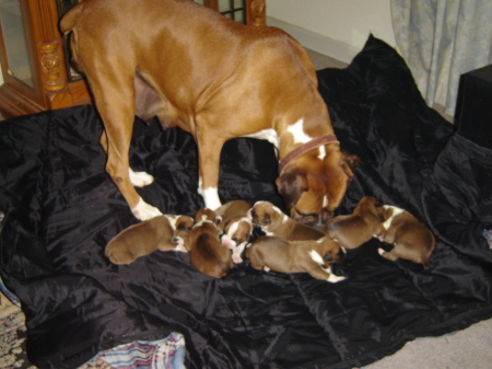 boxer sophie and puppies