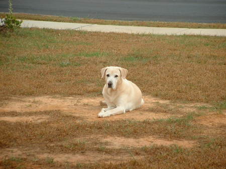 RENO...OUR YELLOW LAB.