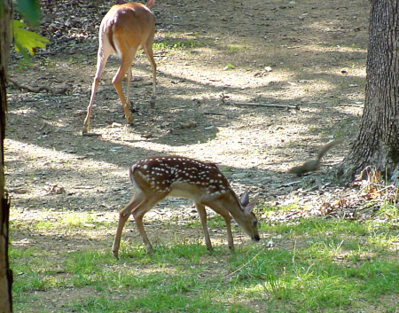 Springtime in the backyard.