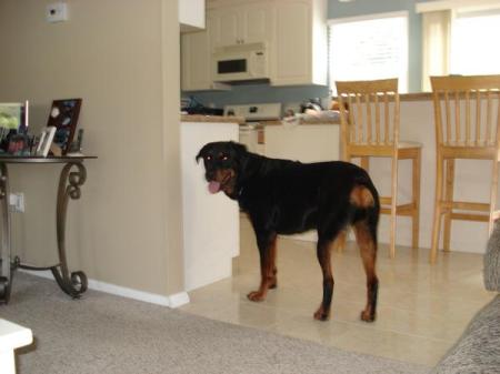 my rottie jake