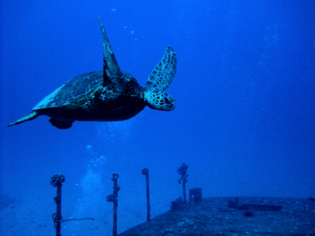 green sea turtel at 90 feet