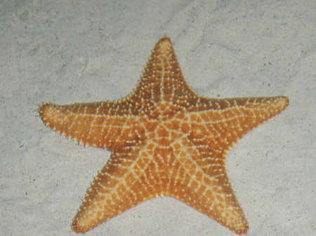 Starfish at aquarium
