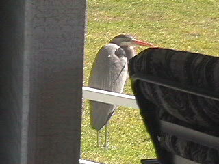A close visitor in our back yard