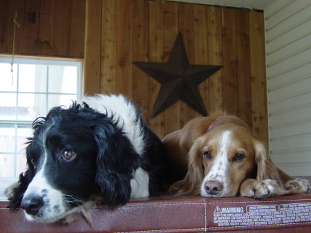 "Jake" and "Rusty" hanging on top of the hottub