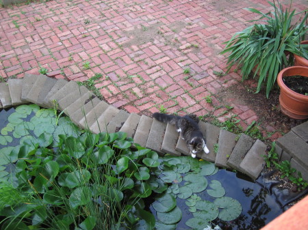 The Goldfish Pond From the Upper Deck