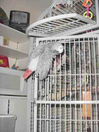 Bingo my older grey parrot