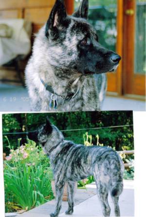 Sasha the Akita