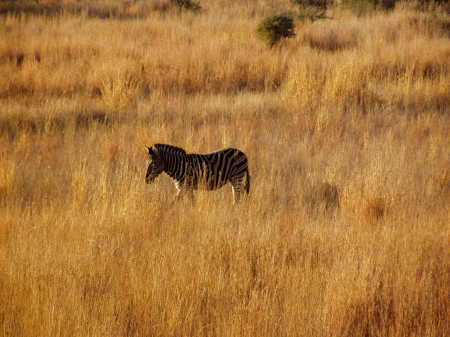 Zebra on the plains of Africa