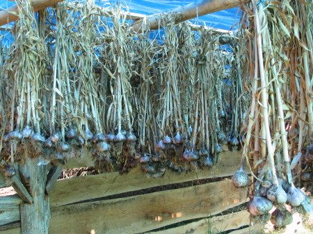 my garlic drying shed
