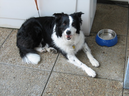 Jack - our Border Collie
