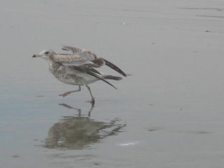 Kiawah Island hopper