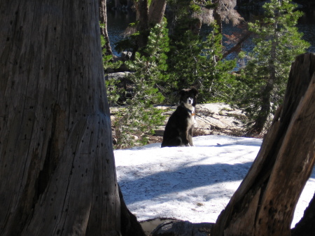 Bert cooling her feet in the snow after a long hike.